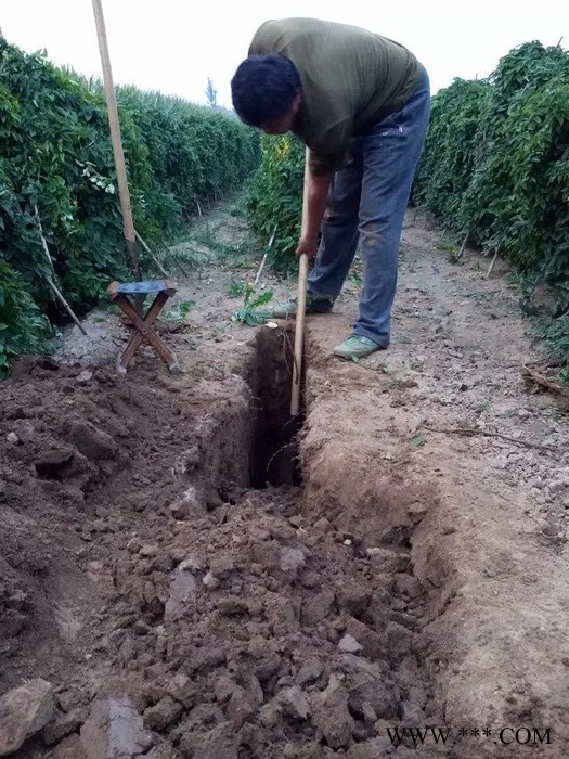 新城细毛山药图4