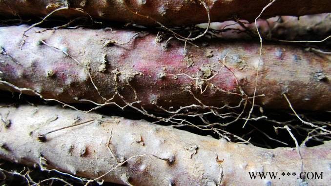 正宗温县铁棍山药80cm铁棍山药图3