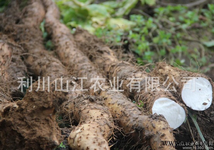 高山山药恩施特产富硒米山药 基地种植**新鲜山药厂家批发图2