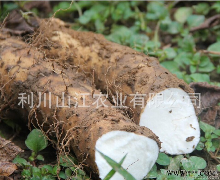 高山山药恩施特产富硒米山药 基地种植**新鲜山药厂家批发图3