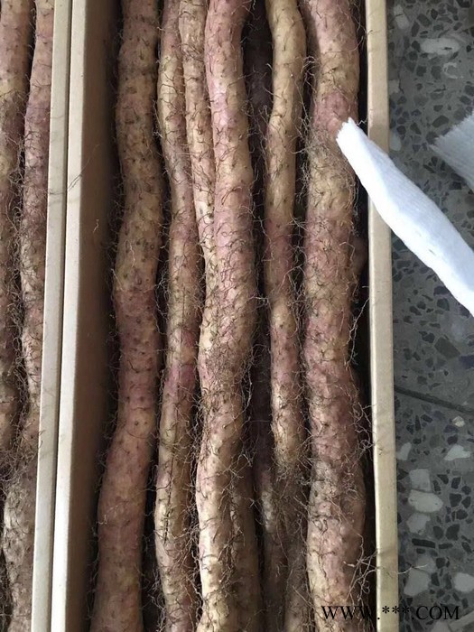 Clara 铁棍山药图3