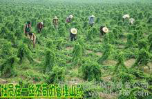 供应美誉焦作铁棍山药图2