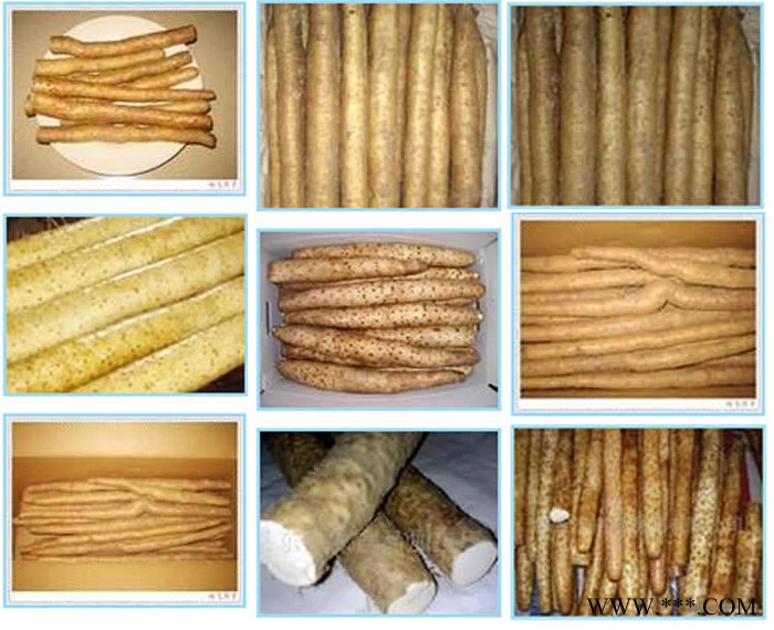 山药 小白嘴麻山药 河北田润康田小白嘴麻山药 河北特产 可接批发零售图3