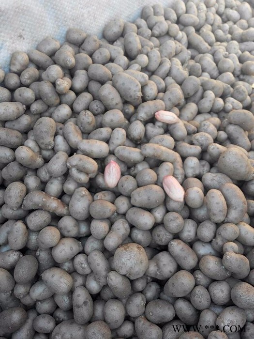 供应山药豆山东潍坊图3