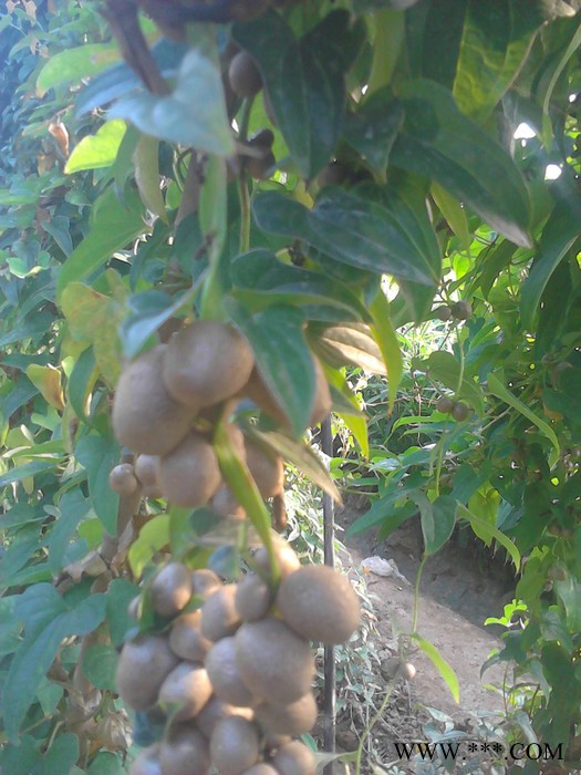 供应山药豆山东潍坊图2