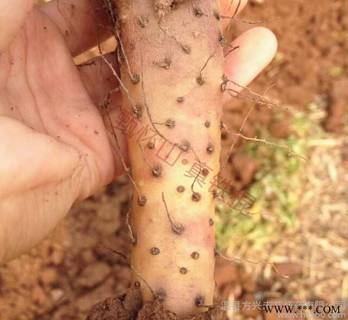 2015新垆土 有买有送 焦作四大怀药——垆土铁棍山药 怀山图2