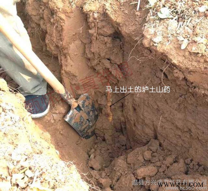 2015新垆土 有买有送 焦作四大怀药——垆土铁棍山药 怀山图3