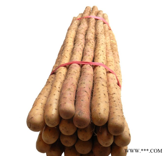 山药  新鲜蔬菜 产地批发图2