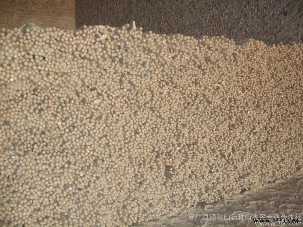 山药 铁棍山药 山药批发 养生 ** 热卖 铁棍山药 银秋山药合作社 农户种植基地 绿色农产品