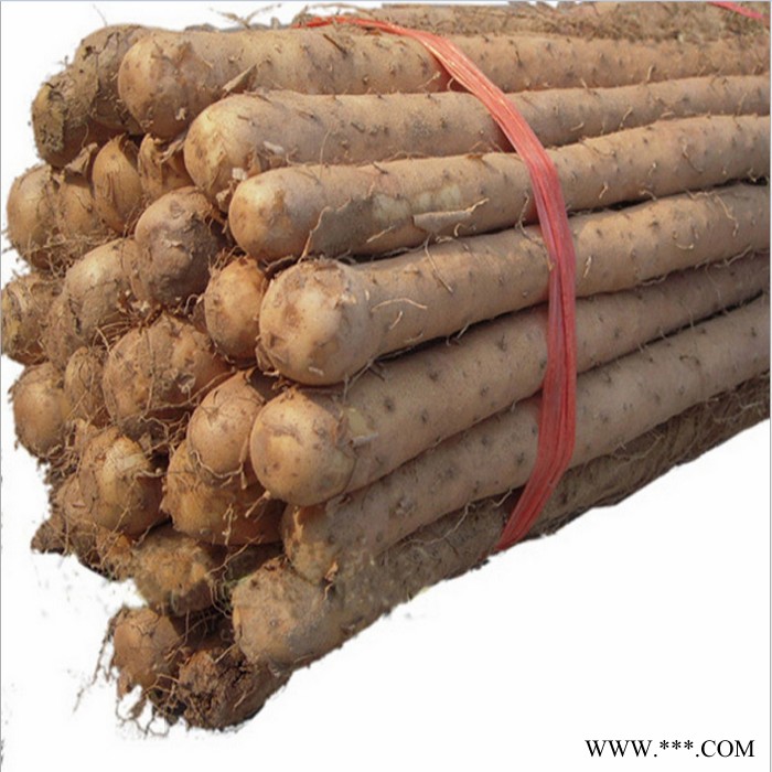 特价批发 山药图2