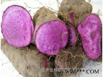 农作物种子紫山药－紫山药种子图2
