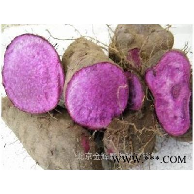 农作物种子紫山药－紫山药种子