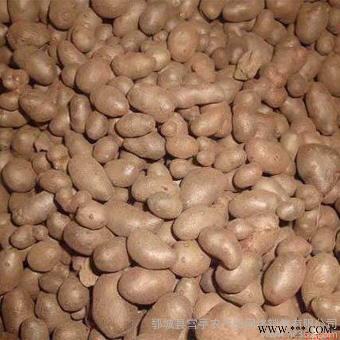 铁棍山药豆郓城双井农家自产新鲜山药豆500g传统营养滋补品买图2