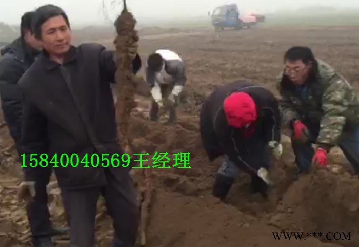 河北蠡县+山药收获机+FSJC-500图3