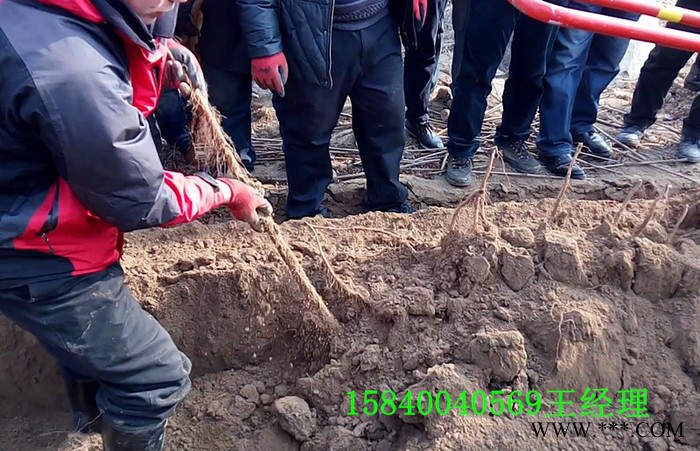 河北蠡县+山药收获机+FSJC-500图5