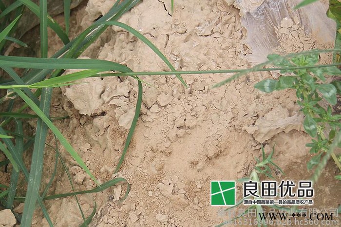 山东山药之乡｜莘县白玉山药｜2015年山东山药种植基地白玉山药大量供应图7