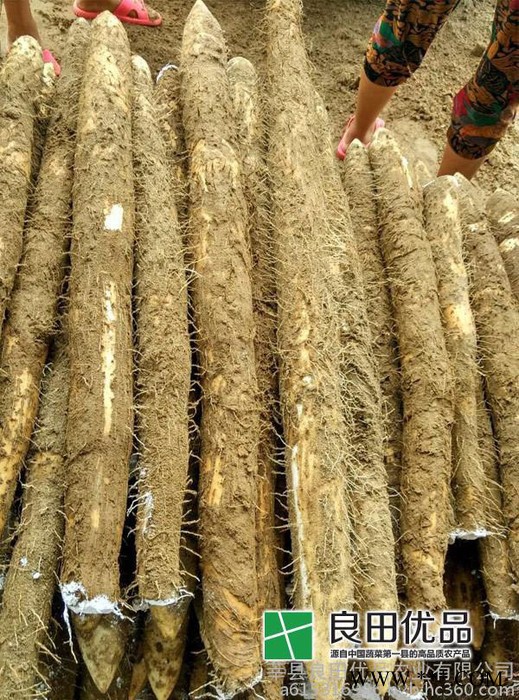 山东山药之乡｜莘县白玉山药｜2015年山东山药种植基地白玉山药大量供应图4