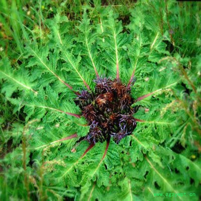 川木香速溶粉 川木香浓缩粉 厂家发货 斯诺特图6