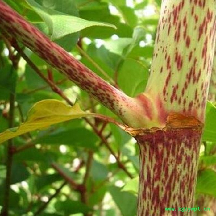 斯诺特 虎杖提取物 虎杖甙 植物提取物 厂家发货图6