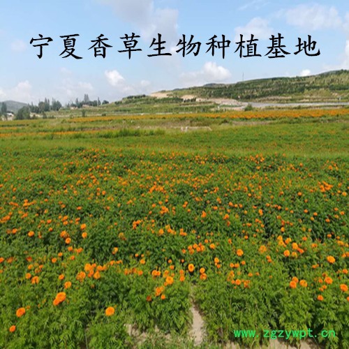 红木香提取物20:1 厂家供应紫木香粉全溶于水  五味子根流浸膏现货图3