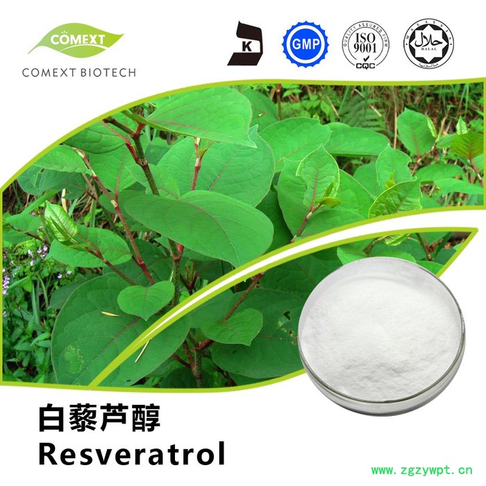 厂家直供虎杖提取物白藜芦醇98%粉末