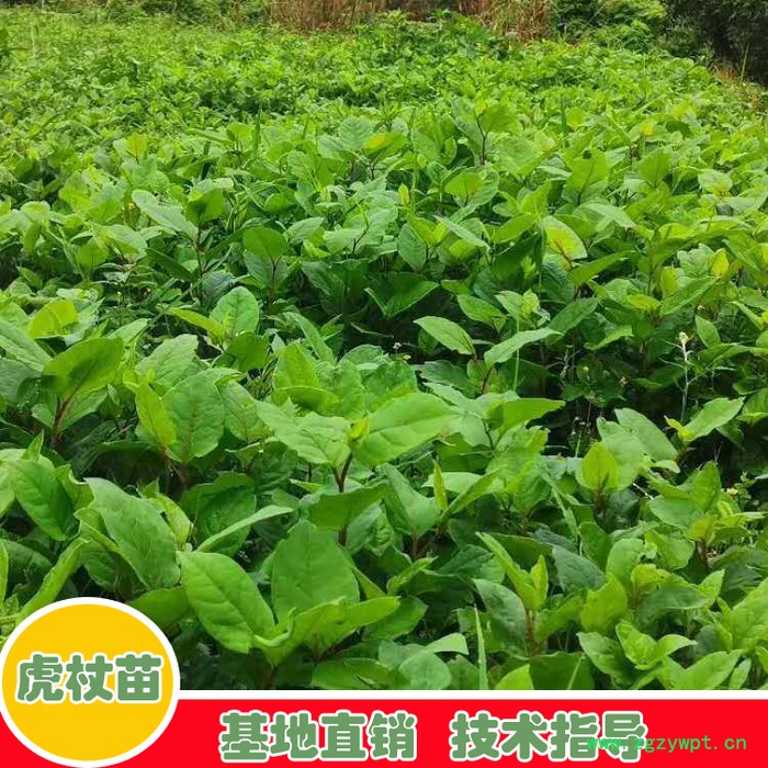 鑫燎三农 虎杖苗批发 虎杖苗行情价格图8