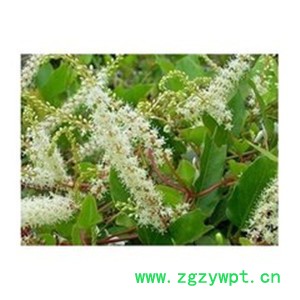 虎杖提取物 白藜芦醇98%批发价格 1kg起包邮 虎杖萃取液 流浸膏图2