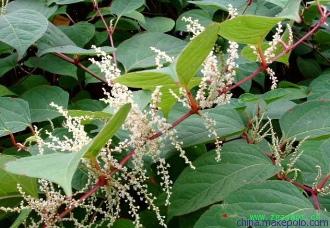 厂家供应白藜芦醇、虎杖提取物植物提取物图2