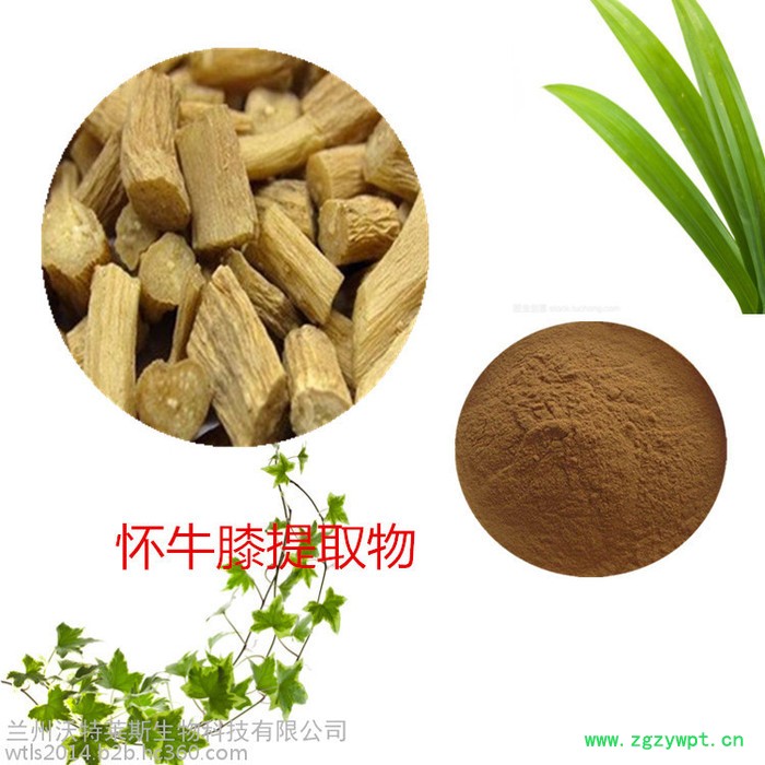 沃特莱斯 怀牛膝提取物 怀牛膝多糖 怀牛膝浸膏 怀牛膝粉图8