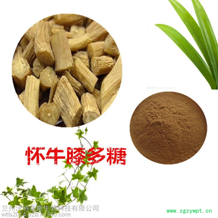 沃特莱斯 怀牛膝提取物 怀牛膝多糖 怀牛膝浸膏 怀牛膝粉图4