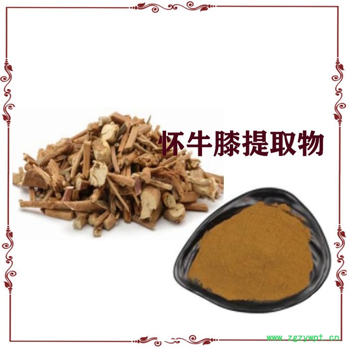 怀牛膝提取物 怀牛膝粉图2