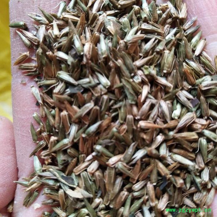 【聚鑫源】 牛夕籽 牛膝种子 牛夕籽种子 中药材种子 牛夕子种子 厂家中药材种子 药材种子 种子种苗图2