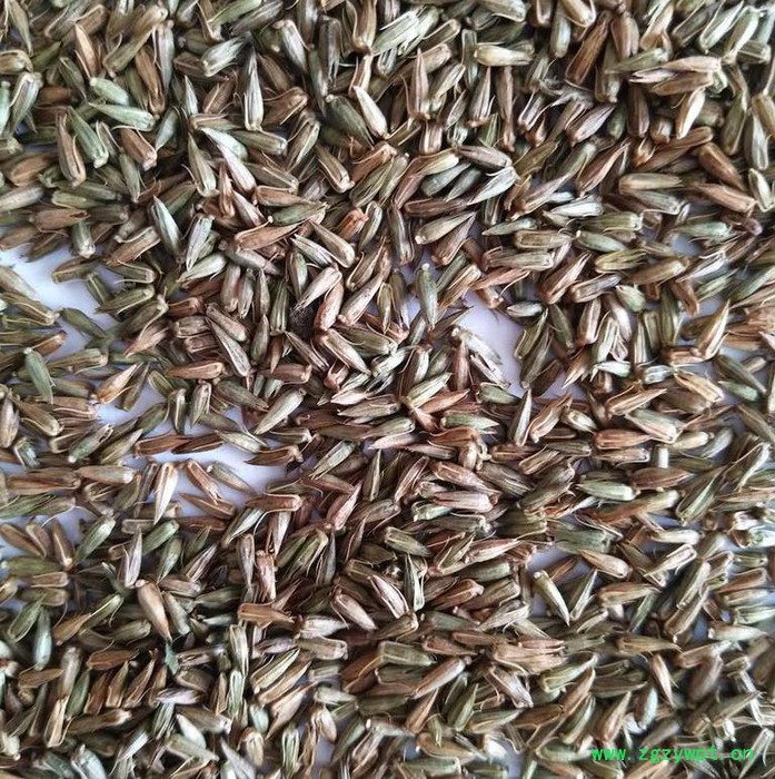 【聚鑫源】 牛夕籽 牛膝种子 牛夕籽种子 中药材种子 牛夕子种子 厂家中药材种子 药材种子 种子种苗图4