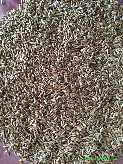 【聚鑫源】 牛夕籽 牛膝种子 牛夕籽种子 中药材种子 牛夕子种子 厂家中药材种子 药材种子 种子种苗图5