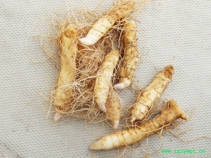 供应玉竹种苗 玉竹种苗培育基地 玉竹厂家  高产玉竹种苗批发 玉竹价格  采购 价图3