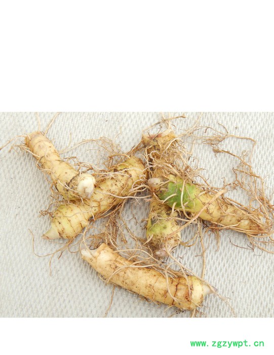 供应玉竹种苗 玉竹种苗培育基地 玉竹厂家  高产玉竹种苗批发 玉竹价格  采购 价图4