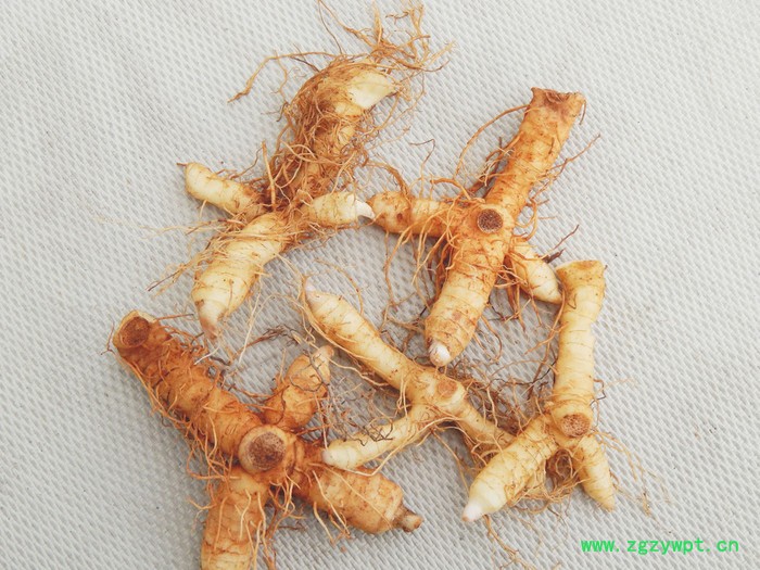 玉竹种苗  玉竹种苗培育基地  玉竹种子种苗批发 玉竹种苗产地图4