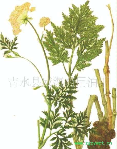 大量川芎油  免费提供10克样品