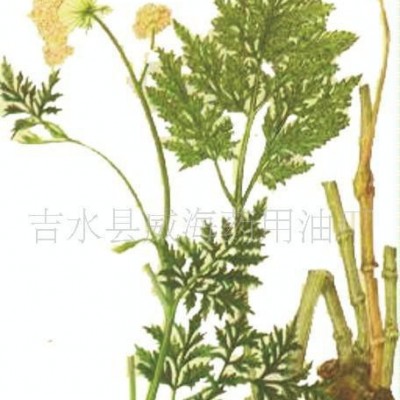 大量川芎油  免费提供10克样品