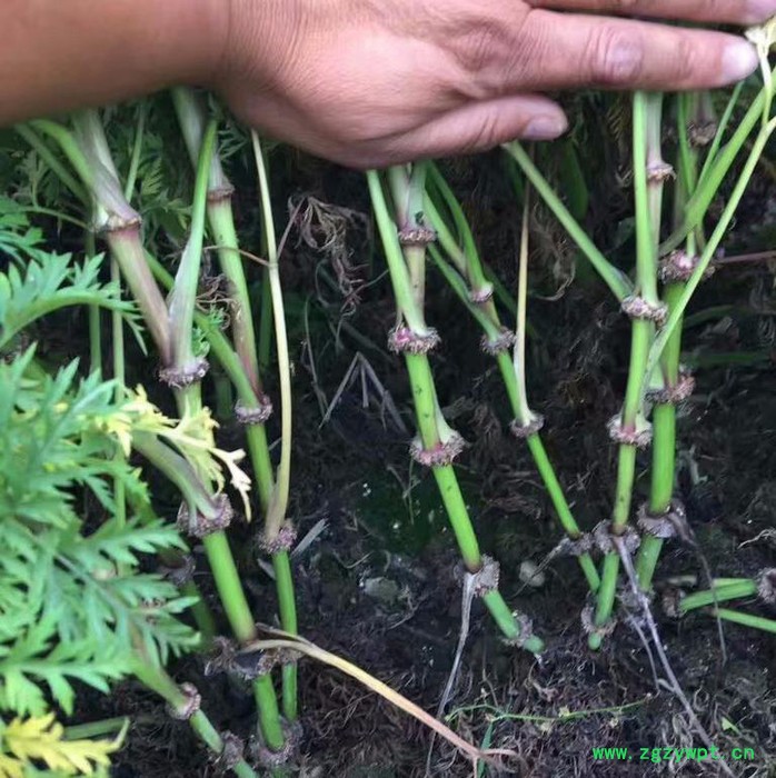 川芎种植技术种植效益图5