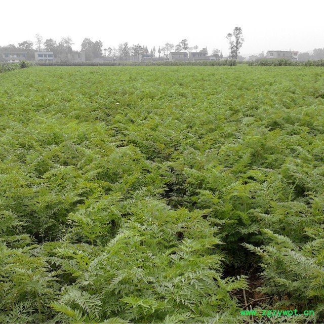 川芎种植技术种植效益图6