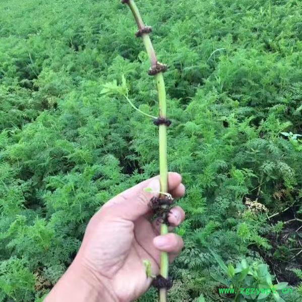 川芎种植技术种植效益图4