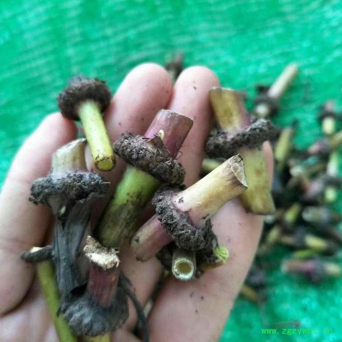 川芎种植技术种植效益图2