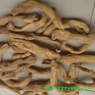 供应 玉竹  玉竹批发 种苗批发 玉竹统个图3