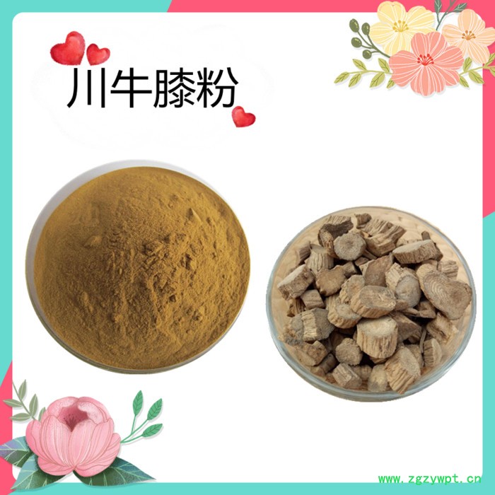 川牛膝粉   水溶   可定制   斯诺特生物图2