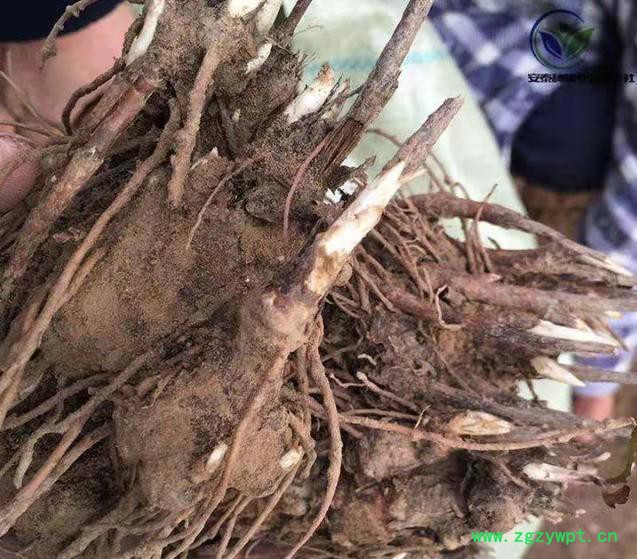 苍术种植 苍术种苗 苍术种植技术图4