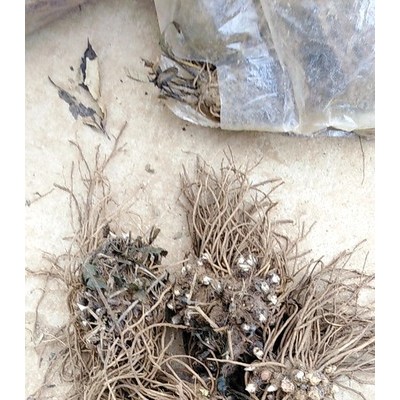 苍术种植  苍术种苗  苍术种植技术