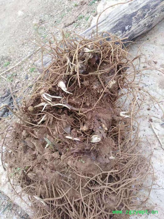 苍术种植 苍术种苗 苍术种植技术图3