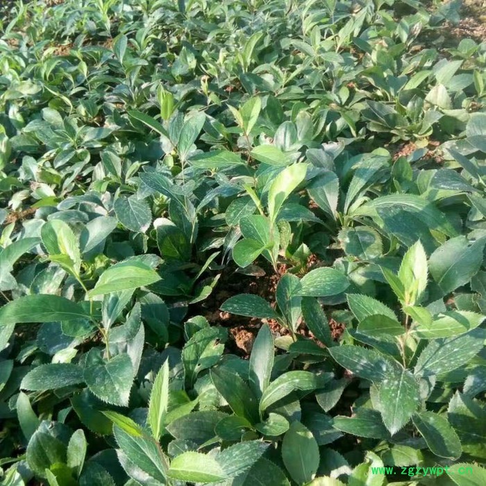 苍术种植 苍术种苗 苍术种植技术图2