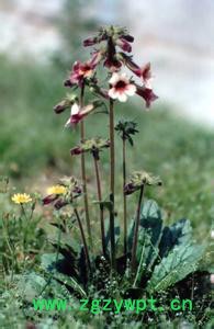 供应低保中药材安徽元胡价格元胡价格**元胡图2